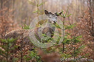 Red deer looking in forest in springtime nature. Stock Photo