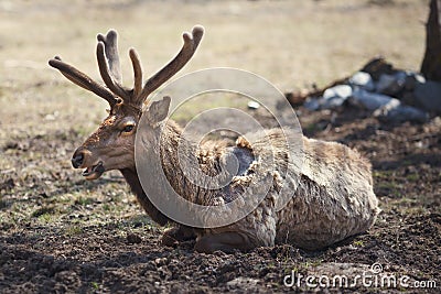 Red deer (maral) Stock Photo