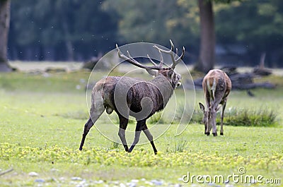 Red deer mating Stock Photo