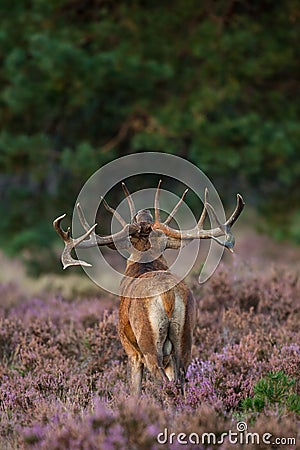 Red deer during mating season Stock Photo