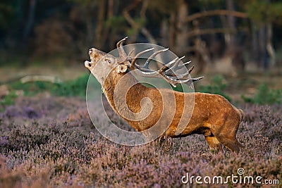 Red deer during mating season Stock Photo