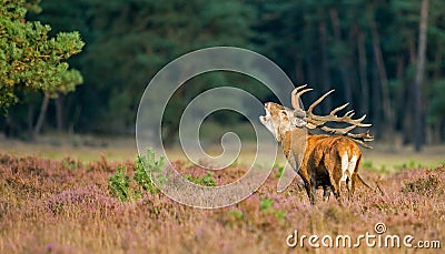 Red deer in mating season Stock Photo