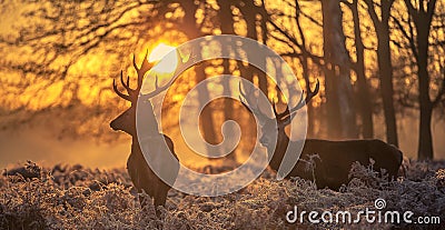 Red deer Stock Photo