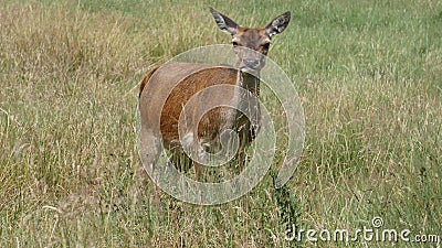 Red deer mother looking after her baby and on guard on a beautiful summer day in England Stock Photo