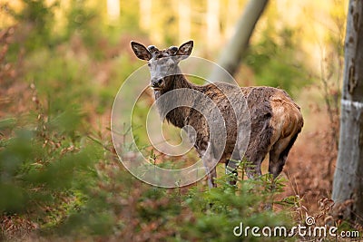 Red deer observing in woodland in springtime nature Stock Photo