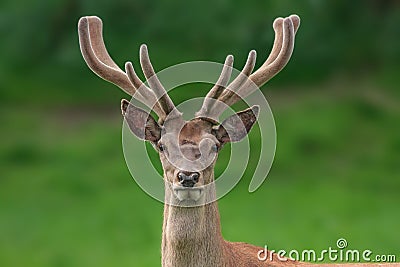 Red deer portrait with fuzzy velvet antler Stock Photo