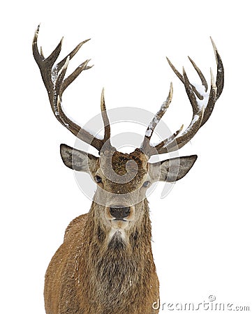 Red deer portrait Stock Photo