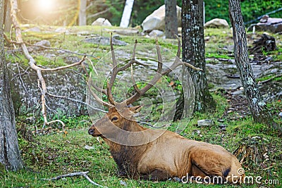 Red deer rests in the forest. Adult Noble Deer with big horns and great antlers. A cerf with a huge neck looking for a mate in the Stock Photo