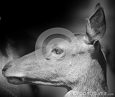 Red deer are ruminants, characterized by a four-chambered stomach. Stock Photo