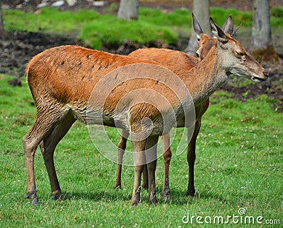 Red deer are ruminants Stock Photo