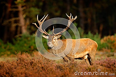 Red deer, rutting season in Hoge Veluwe, Netherlands. Deer stag, bellow majestic powerful adult animal outside wood, big animal i Stock Photo