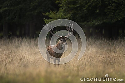 Red deer, cervus elaphus, Europe Stock Photo