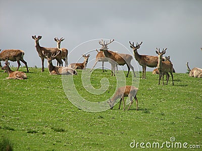 Red Deer Scottish Highlands Stock Photo