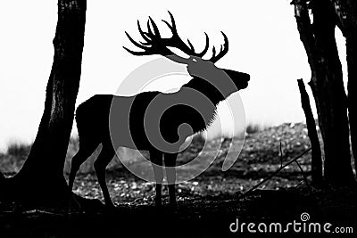 Red deer silhouette in the forest Stock Photo