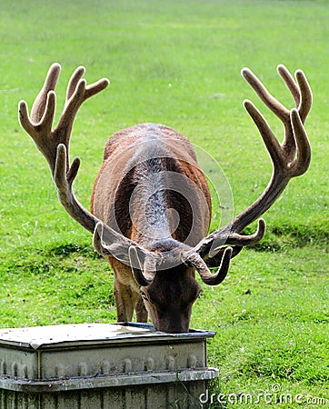 Red deer stag Stock Photo