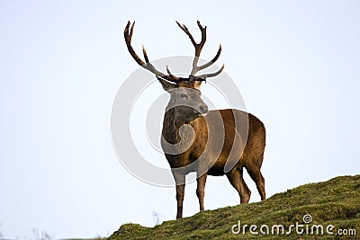 Red Deer Stag Stock Photo