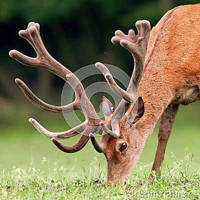 Red deer stag Stock Photo