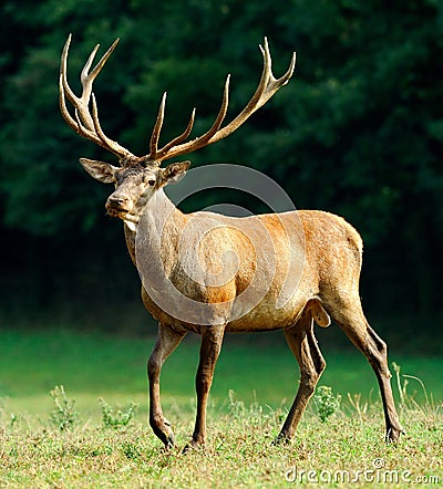 Red deer stag Stock Photo