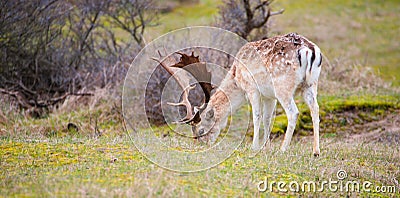 Red deer stag with antlers in spring, forest of Amsterdamse Waterleidingduinen in the Netherlands, wildlife in the woodland Stock Photo