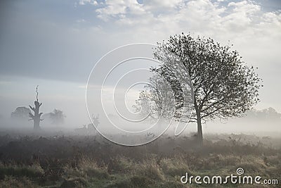 Red deer stag in atmospheric foggy Autumn landscape Stock Photo