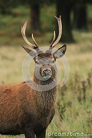 Red deer stag in autumn rain Stock Photo