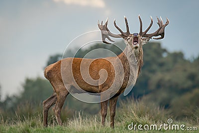 red deer stag bellowing rutting Stock Photo