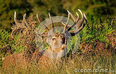 Red Deer Stag bellowing loudly during the rut. Stock Photo