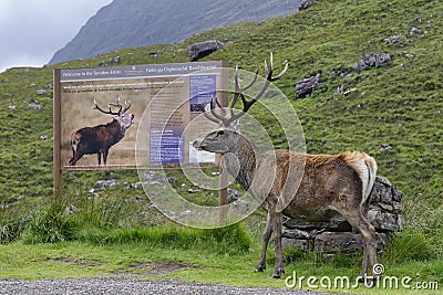 Red Deer Stag - Cervus elaphus Editorial Stock Photo