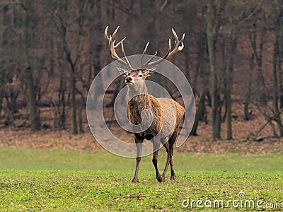 Red deer stag crossing the madow Stock Photo