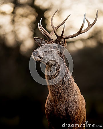 Red Deer Stag on Dark Background Stock Photo