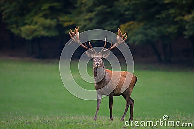 Red deer stag facing the camera Stock Photo