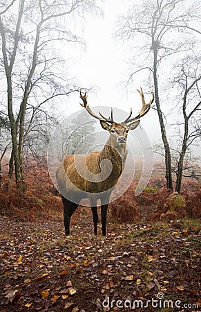 Red deer stag in foggy Autumn forest landscape Stock Photo