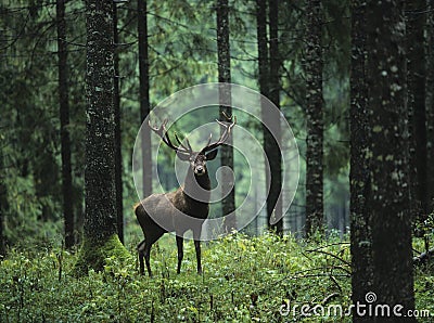 Red deer stag in forest Stock Photo