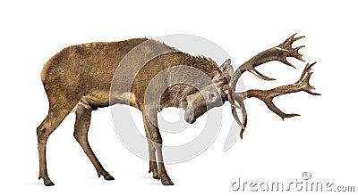 Red deer stag Stock Photo