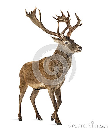 Red deer stag Stock Photo