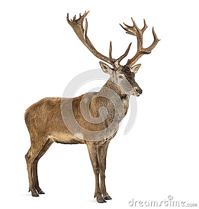 Red deer stag Stock Photo