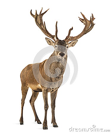 Red deer stag Stock Photo