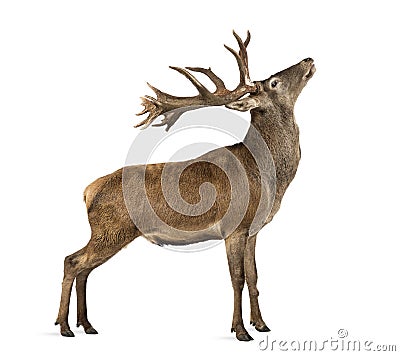 Red deer stag Stock Photo