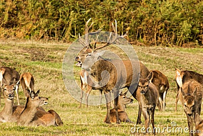 Red Deer Stag with hinds Stock Photo