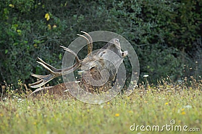Red deer stag laying down and roaring on meadow with flowers in rutting season Stock Photo