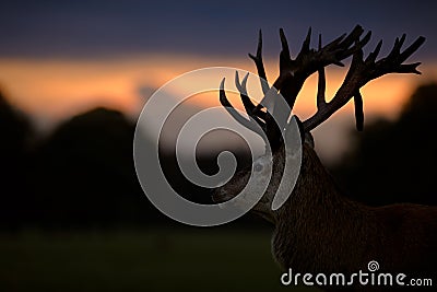 Red Deer Stag Looking Into Sunset Stock Photo