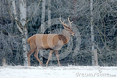 Red deer stag, majestic powerful adult animal with antlers outside wintery forest, Czech. Wildlife from Europe. Stock Photo