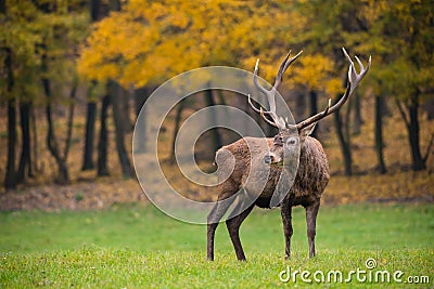 Red deer stag in a meadow Stock Photo