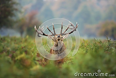 Red deer stag during the rut Stock Photo