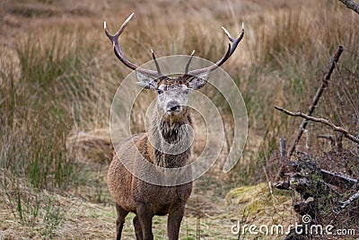 Red Deer Stag - Scottish Highlands Stock Photo