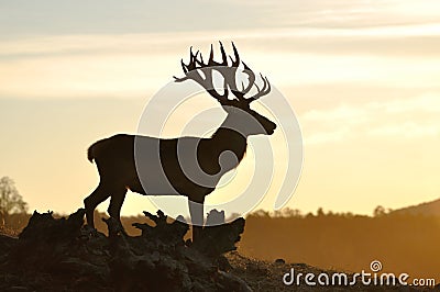 Red deer stag silhouette Stock Photo