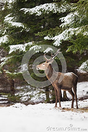 Red deer stag standing in forest in wintertime nature. Stock Photo