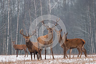 Red Deer Stag In Winter. Winter Wildlife Landscape With Herd Of Deer Cervus Elaphus. Deer With Large Branched Horns On The Backg Stock Photo