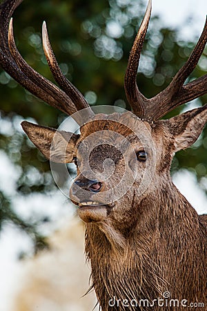Red deer stags in the annual deer run in Bushy Park in London, UK Stock Photo