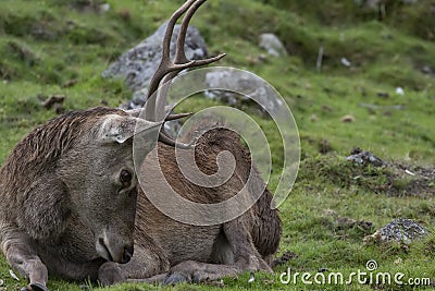 Red deer stags, Cervus elaphus scoticus, resting within a glen in september, cairngorms national park Stock Photo